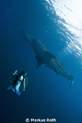2 Whalesharks and 1 Diver
shot with Canon 1 D Mark II N ... by Markus Roth 